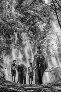 PSA HM Ribbons - Wong Twee Liang (Singapore)  Walking With Elephant
