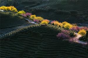 PSA HM Ribbons - Xiurong Chen (China)  Spring Tea