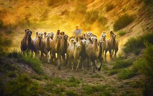 Bugis Photo Cup Circuit Gold Medal - Lijun Shi (China)  Herd Camels