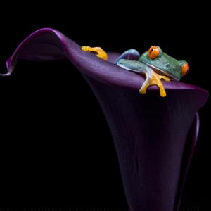 PhotoVivo Gold Medal - Liang Wu (China)  Tree Frogs And Flowers 2
